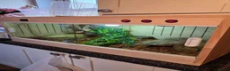 Boa Snake reptiles for sale: Boa constrictor viv included  in Wigton - Advert 6