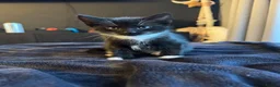 Domestic Shorthair cats for sale: Black and white kitten - Advert 1