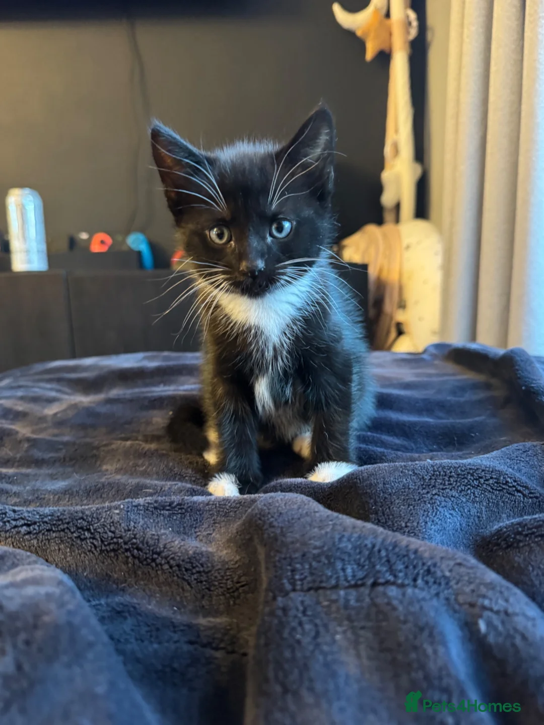 Domestic Shorthair cats for sale: Black and white kitten - Advert 1