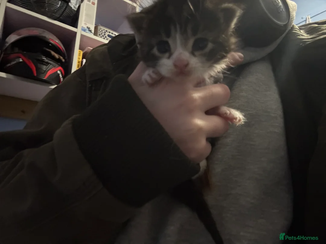 Mixed Breed cats for sale: White and grey Tabby 1M/1F ready 19 Feb - Advert 22