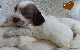 Cocker Spaniel dogs for sale: ❤️‍🔥❤️‍🔥💥Show Type Cocker Spaniel Puppies - Advert 33