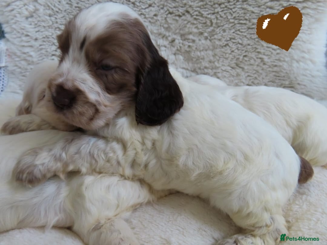 Cocker Spaniel dogs for sale: ❤️‍🔥❤️‍🔥💥Show Type Cocker Spaniel Puppies - Advert 33