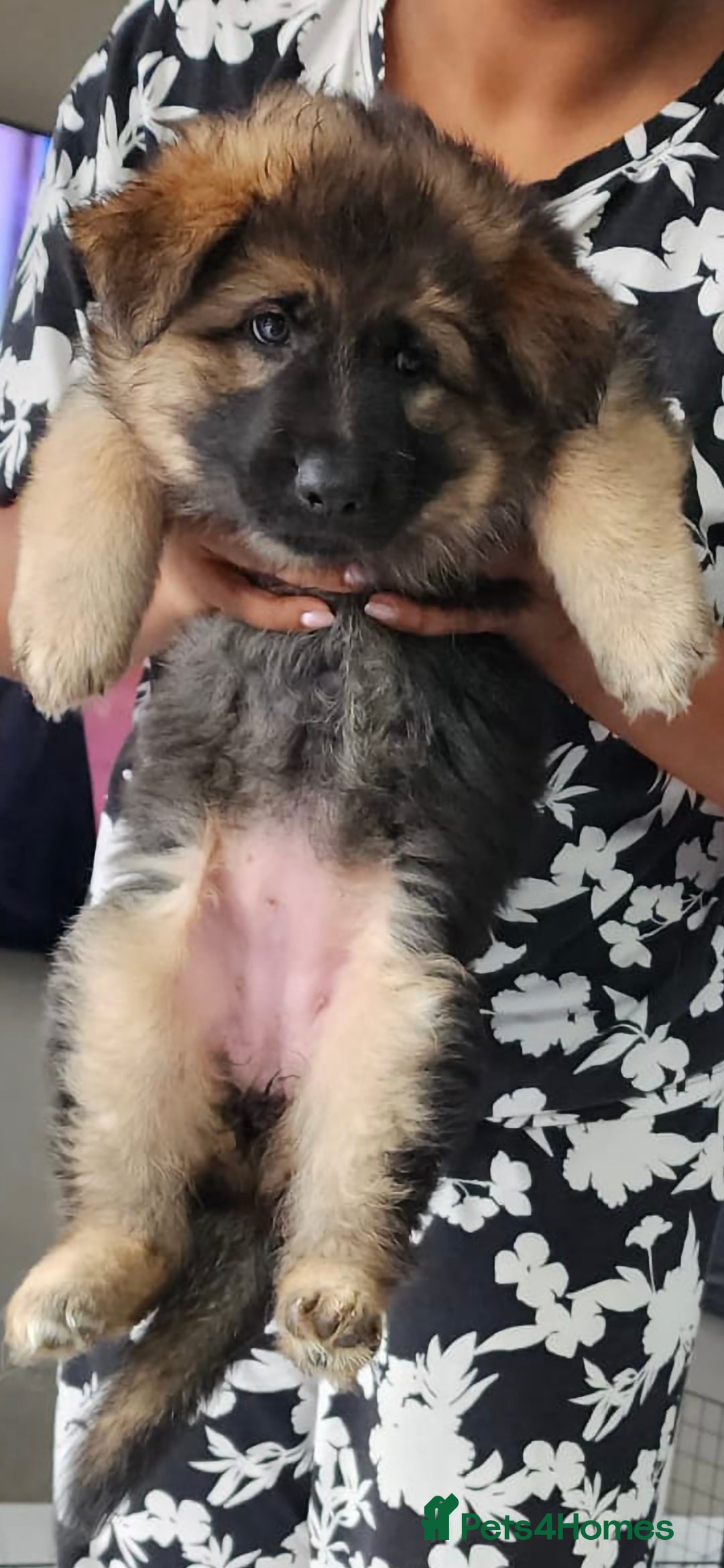 German Shepherd dogs Stunning german shepherd puppies for sale! - Advert 2