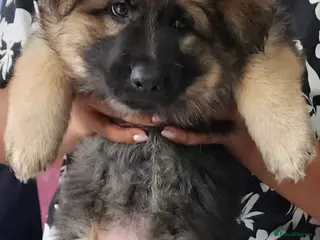 German Shepherd dogs Stunning german shepherd puppies for sale! - Advert 1