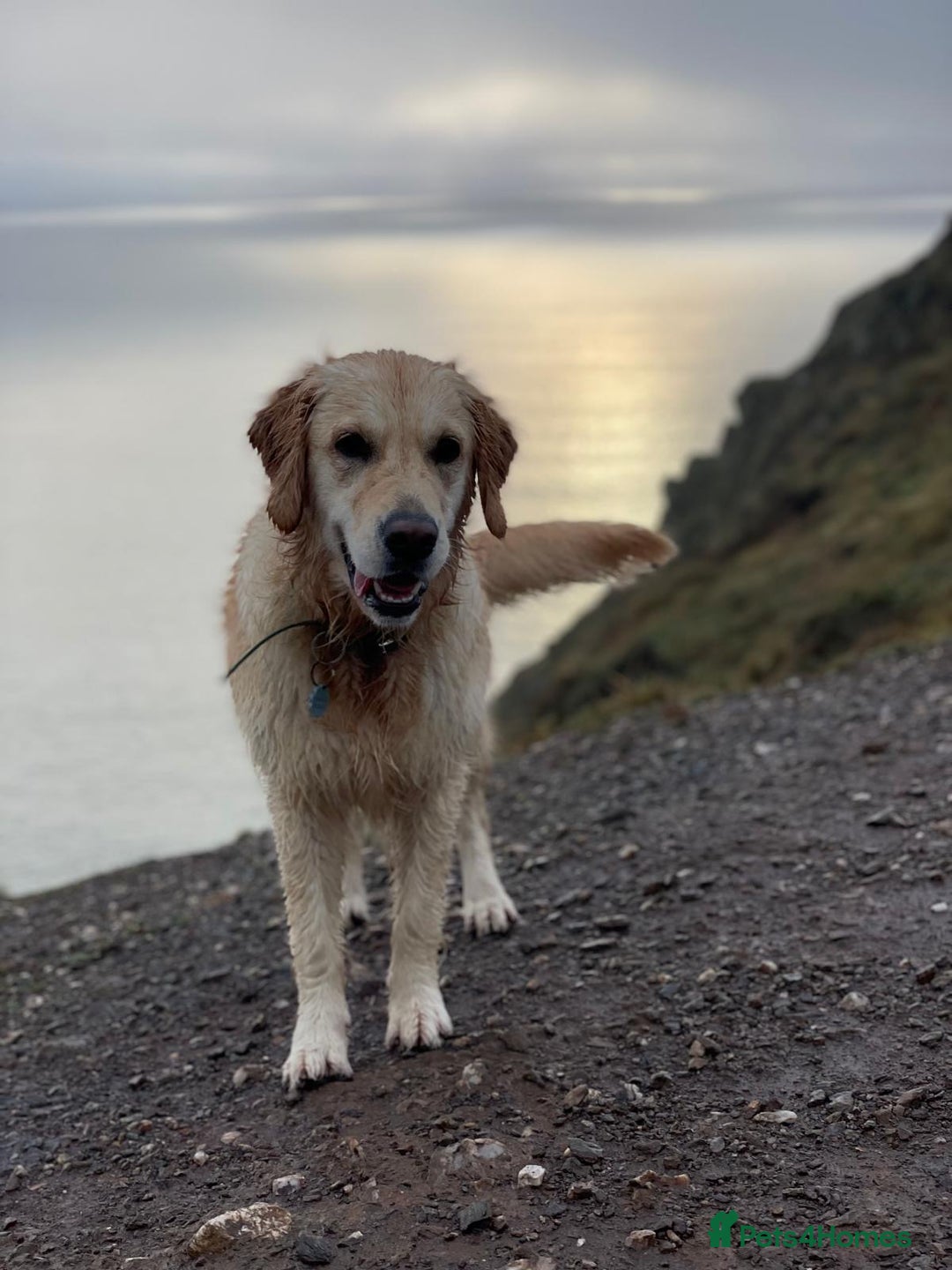 Golden Retriever dogs for sale: KC Golden Retriever Puppies – Due Early Feb - Advert 6