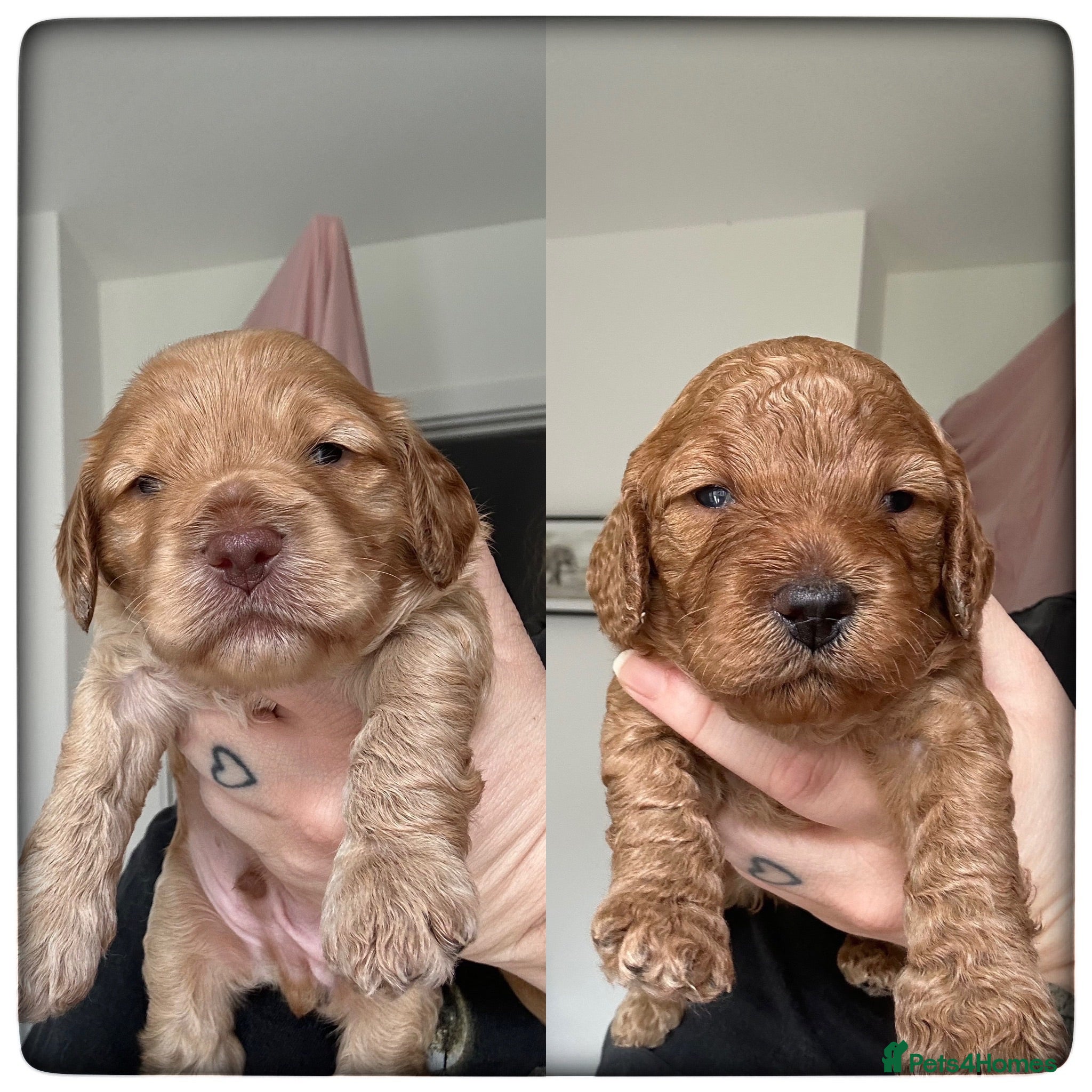Cockapoo dogs Exceptional Cockapoo Puppies 🩷💙 - Advert 16