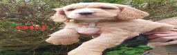 Cocker Spaniel dogs for sale: Beautiful cocker spaniel puppies  - Advert 3
