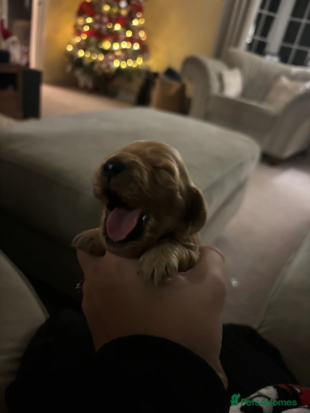 Cockapoo dogs for sale: All puppies have been reserved   - Advert 20