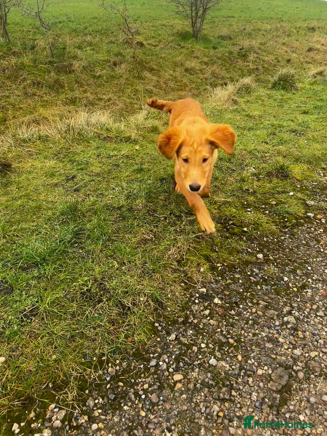 Golden Retriever dogs for sale: Trained Golden Retriever for sale  - Advert 4