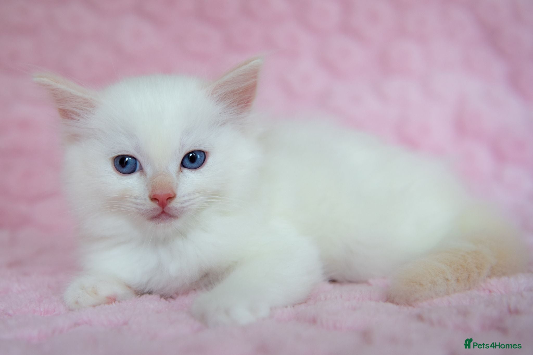 Ragdoll cats Stunning Ragdolls Ready Now. - Advert 2