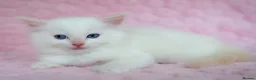 Ragdoll cats for sale: Stunning Ragdolls Ready Now. - Advert 8
