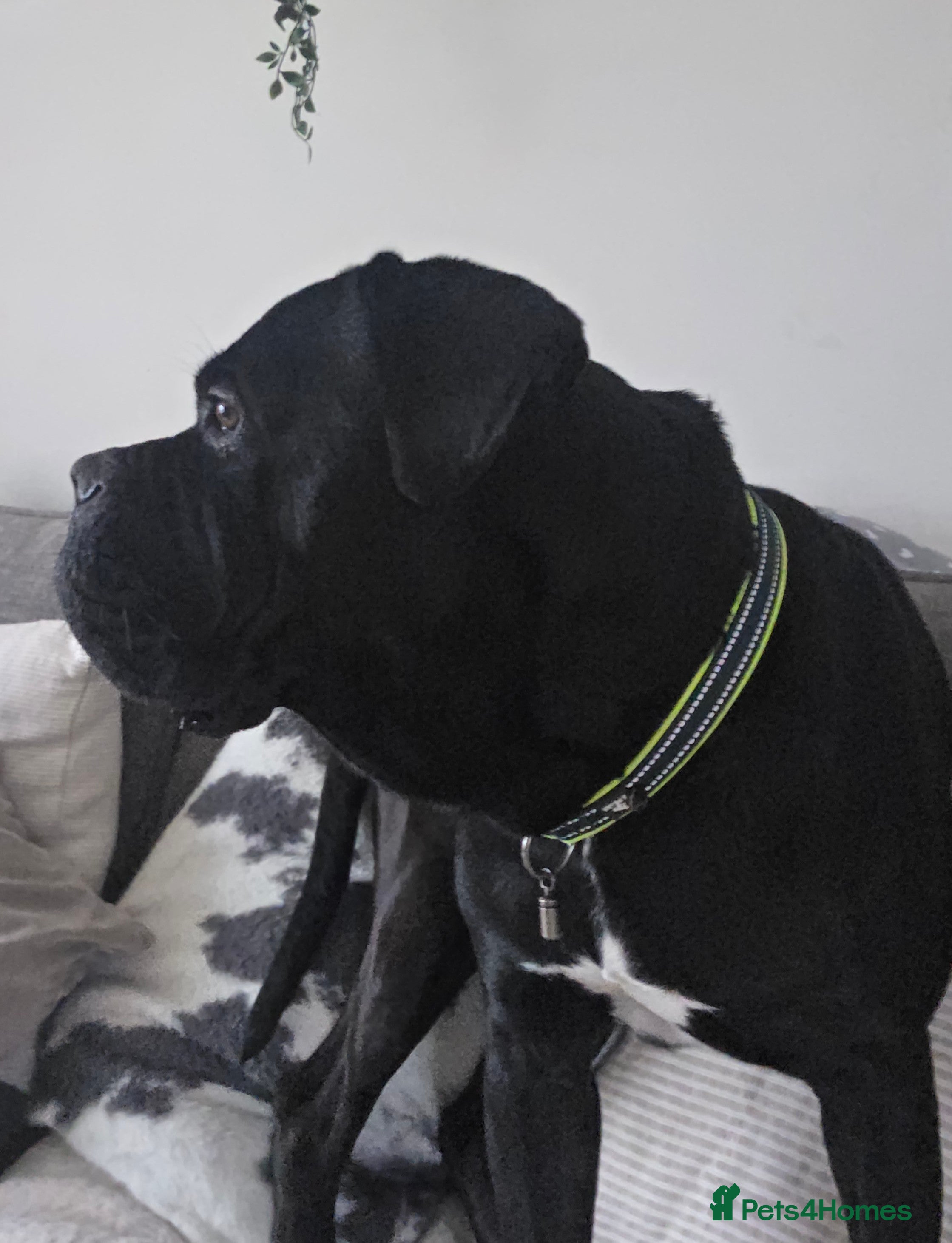 Cane Corso dogs Caine corso  - Advert 10