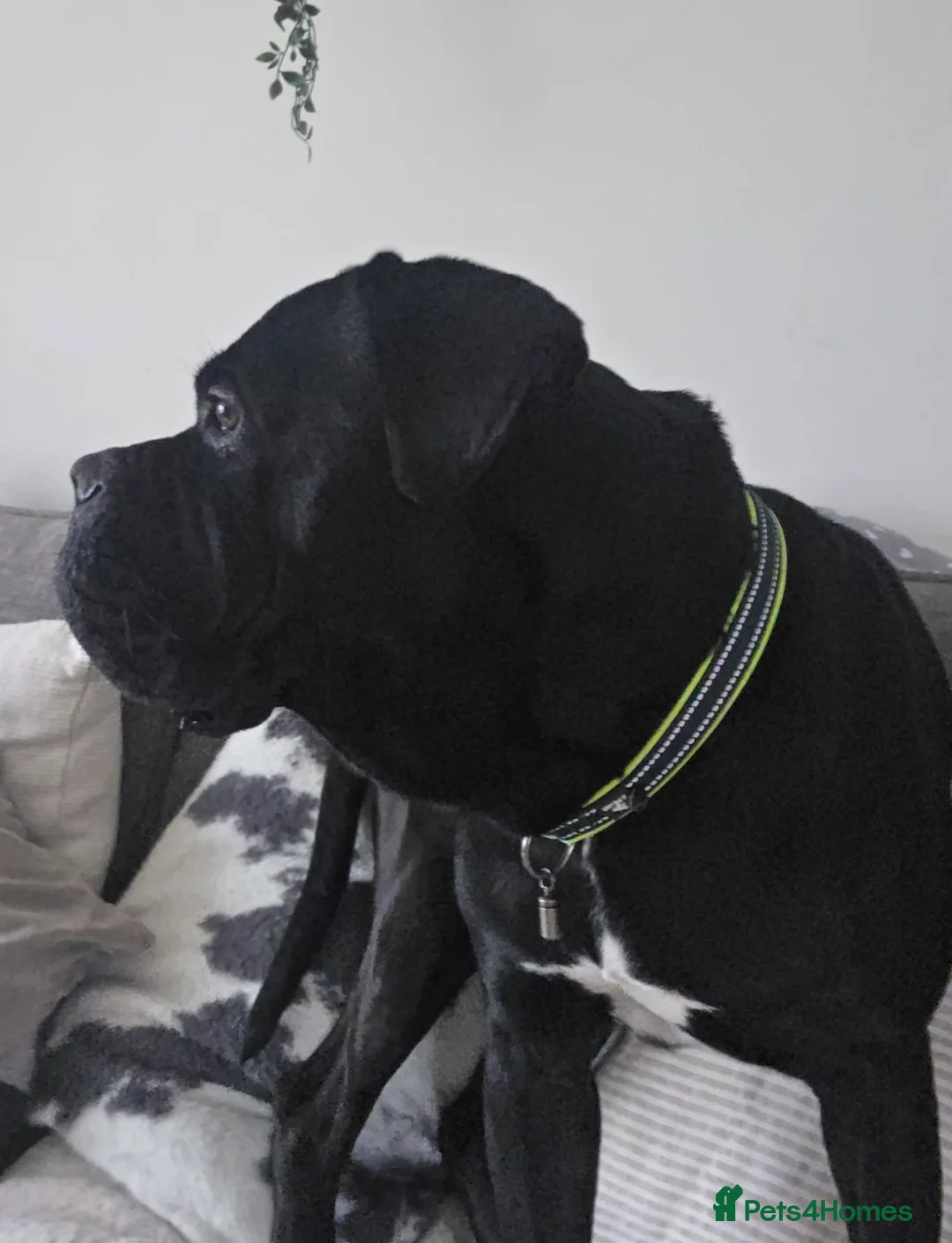 Cane Corso dogs for sale: Caine corso  - Advert 1