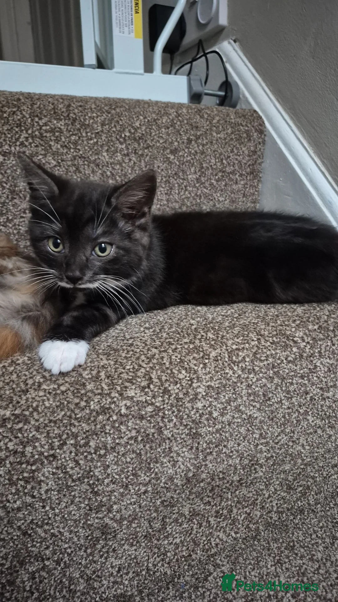 Mixed Breed cats for sale: Male black & White READY  - Advert 1