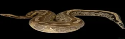 Python Snake reptiles for sale: Cb21 female Borneo short tail Python in Northampton - Advert 2