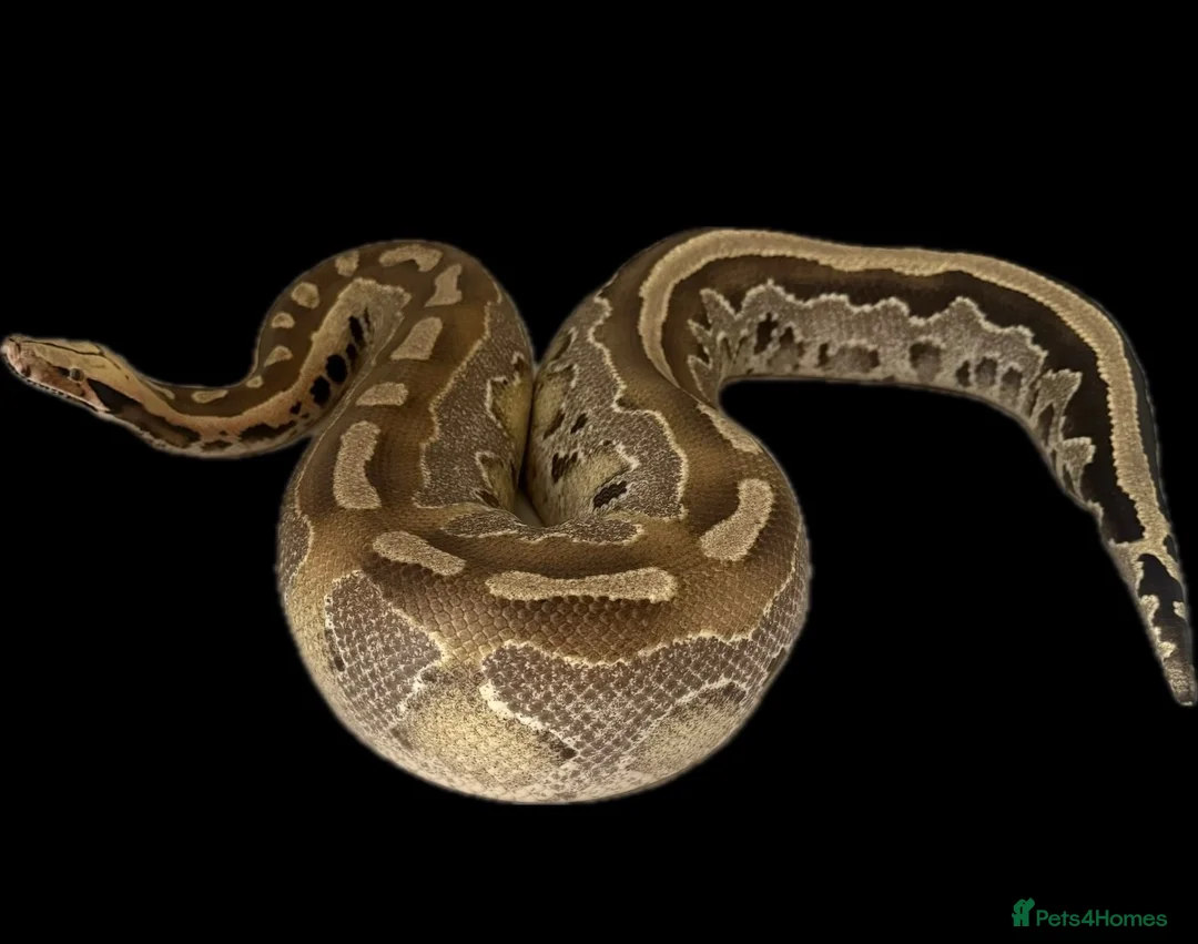 Python Snake reptiles for sale: Cb21 female Borneo short tail Python in Northampton - Advert 2