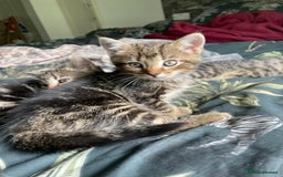 Mixed Breed cats for sale: 3 lovely natured, characterful tabby’s  - Image 9