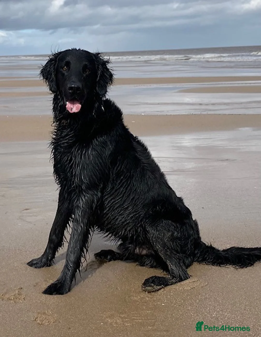 Flat coated Retriever dogs for stud: Flatcoat available for Stud - Advert 2