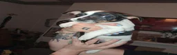 Jack Russell dogs for sale: Jack russel  - Advert 8