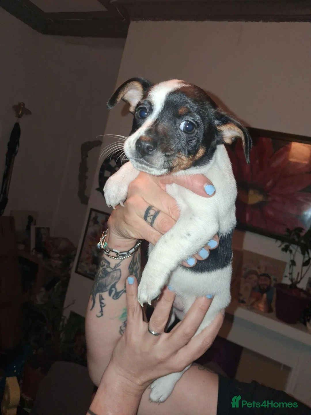 Jack Russell dogs for sale: Jack russel  - Advert 8