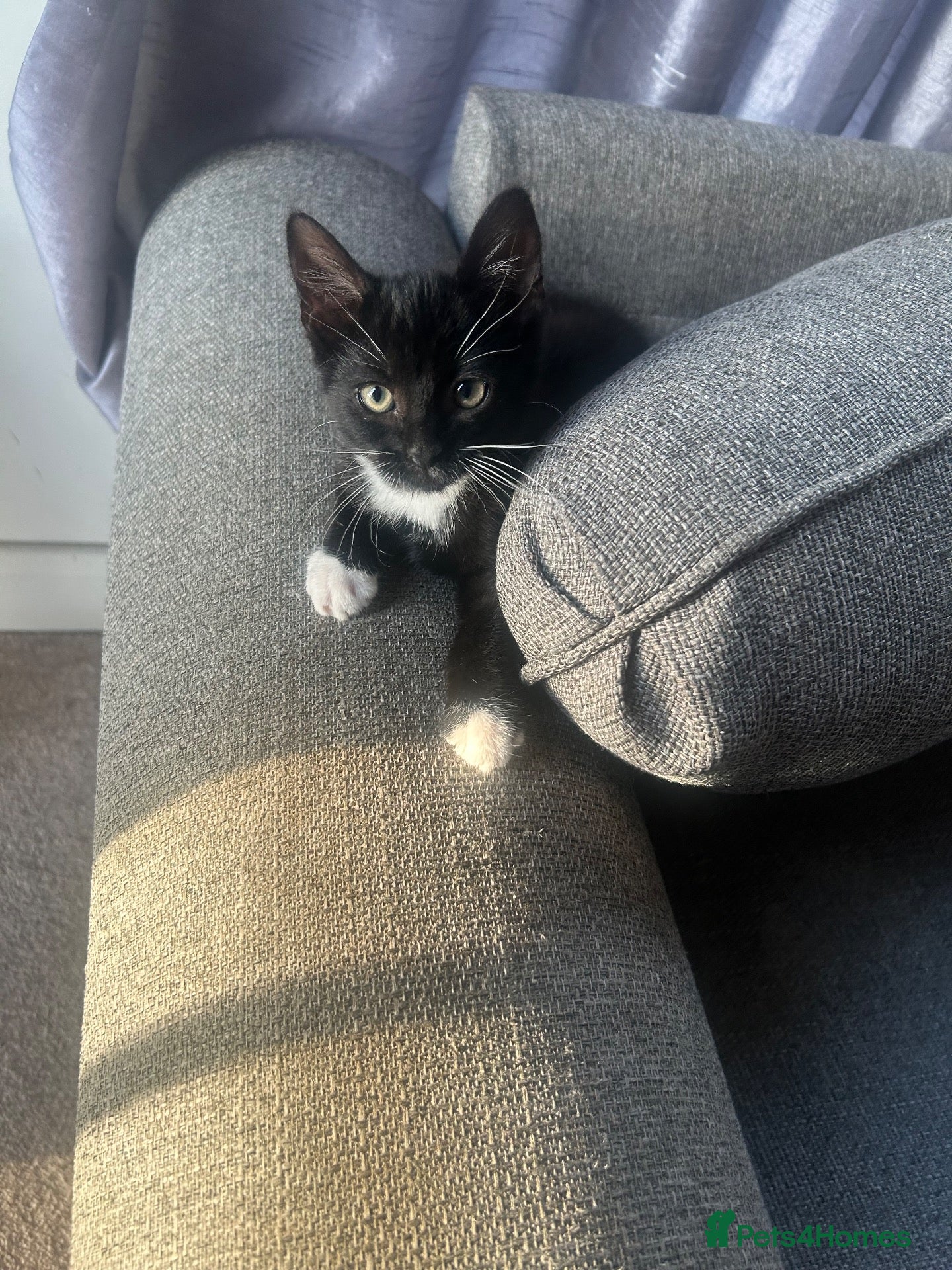 Mixed Breed cats Black and white kitten  - Advert 12