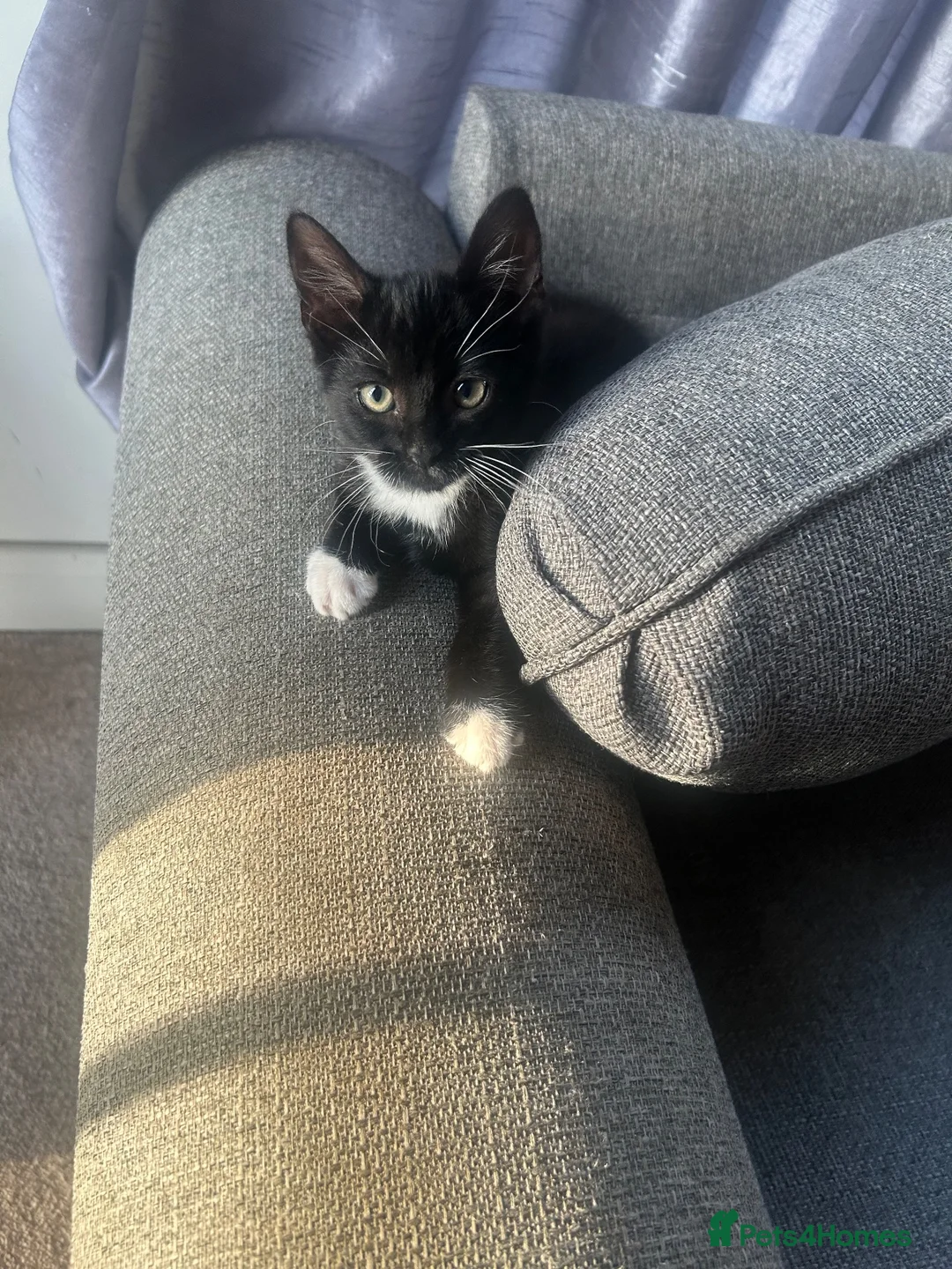 Mixed Breed cats for sale: Black and white kitten  - Advert 1