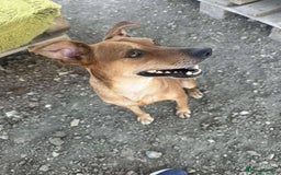 Mixed Breed dogs for adoption: Mickey – The Sweetest Small Shadow Companion - Advert 15