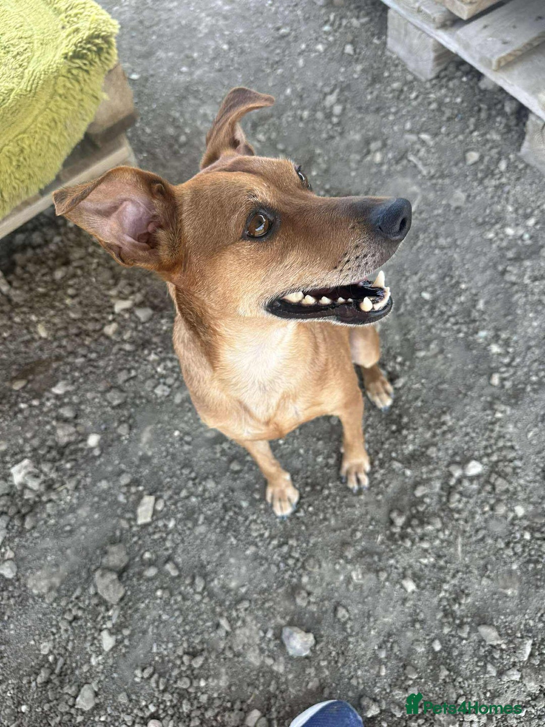 Mixed Breed dogs for adoption: Mickey – The Sweetest Small Shadow Companion - Advert 15