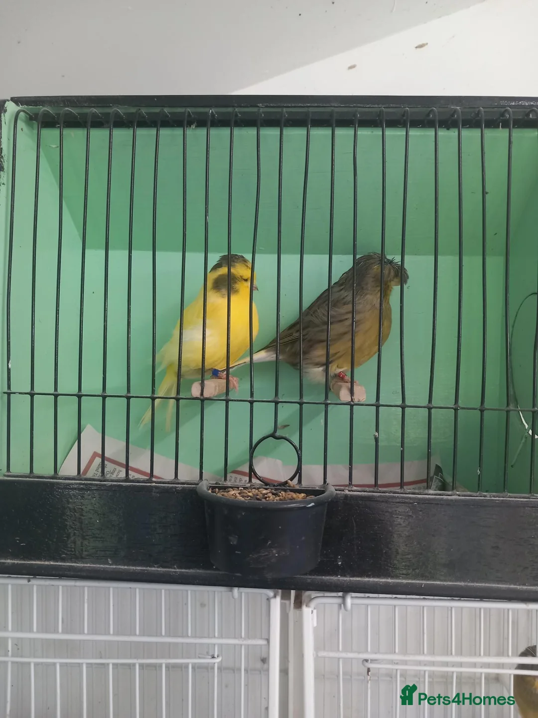Canaries birds for sale: Canaries - Advert 2
