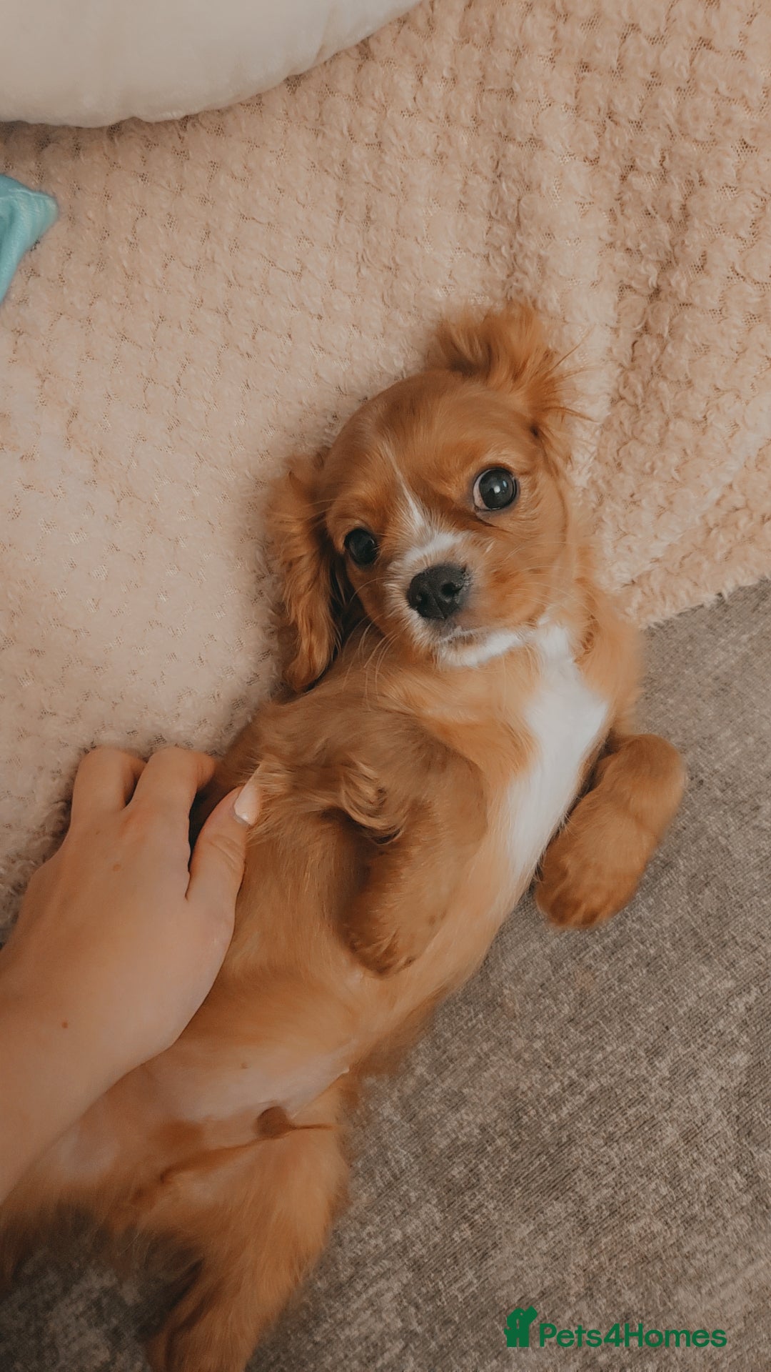 Cavalier King Charles Spaniel dogs Cavalier king charles puppys READY NOW pedigree KC - Advert 3