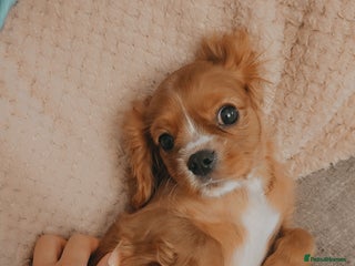 Cavalier King Charles Spaniel dogs Cavalier king charles puppys READY NOW pedigree KC - Advert 3