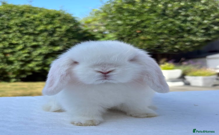 Mini Lop rabbits - Advert 6