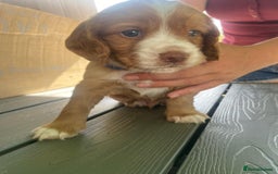 Cocker Spaniel dogs for sale: Golden & Red Working Cocker Spaniel Puppies - Image 31