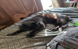 British Shorthair cats for sale: Black 11 year old cat - Image 2