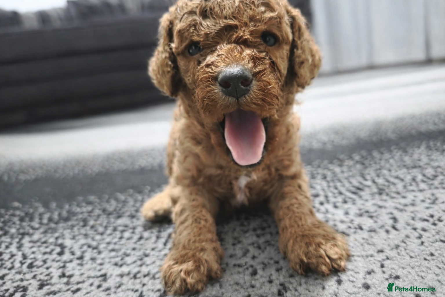 Cockapoo dogs 2 RED BOY TOY COCKAPOO'S - Advert 7