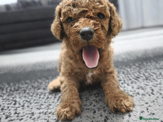 Cockapoo dogs 2 RED BOY TOY COCKAPOO'S - Advert 7