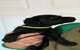 Mixed Breed dogs for sale: BEDLINGTON X COCKERPOO 4 GORGEOUS GIRLS!! - Advert 11