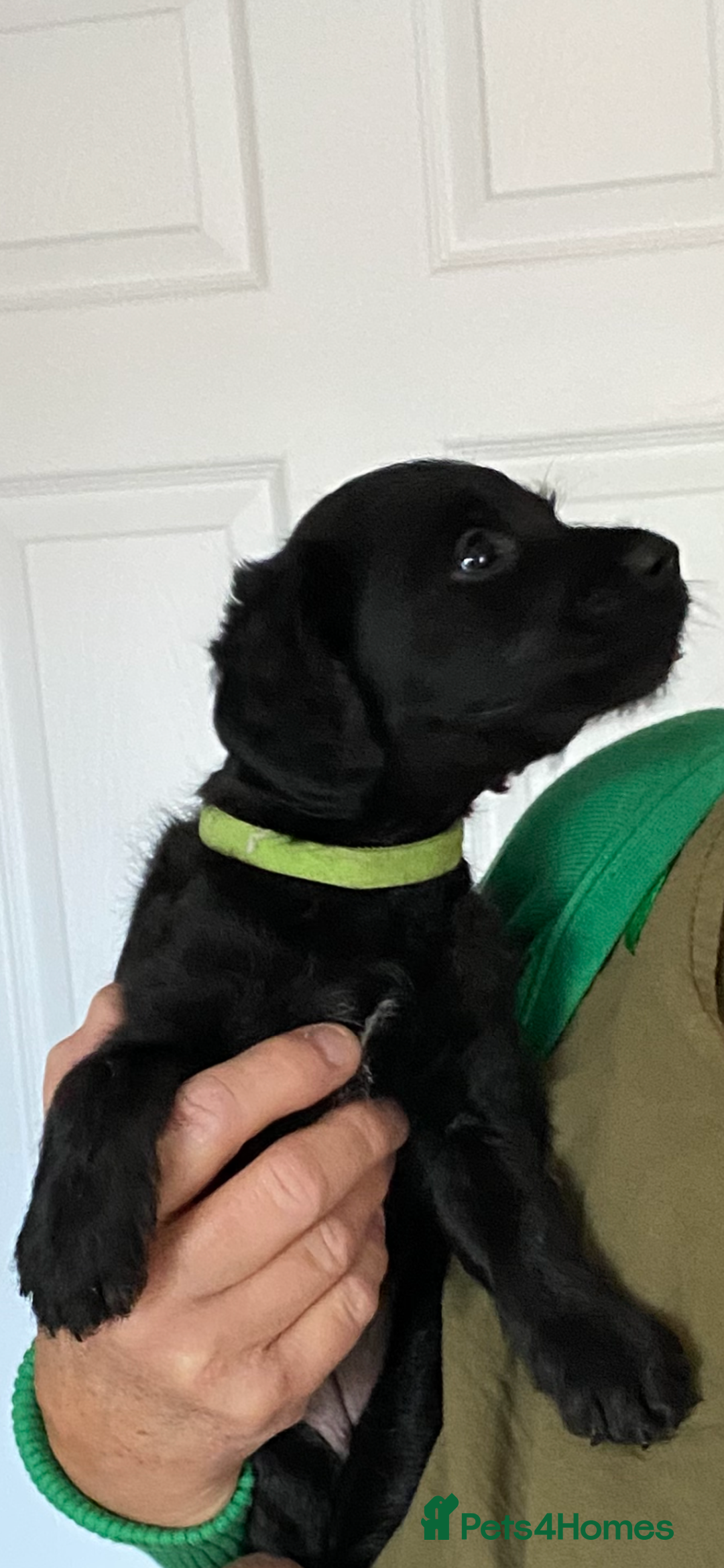 Mixed Breed dogs for sale: BEDLINGTON X COCKERPOO 4 GORGEOUS GIRLS!! - Advert 11