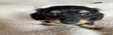 Dachshund Puppy 2