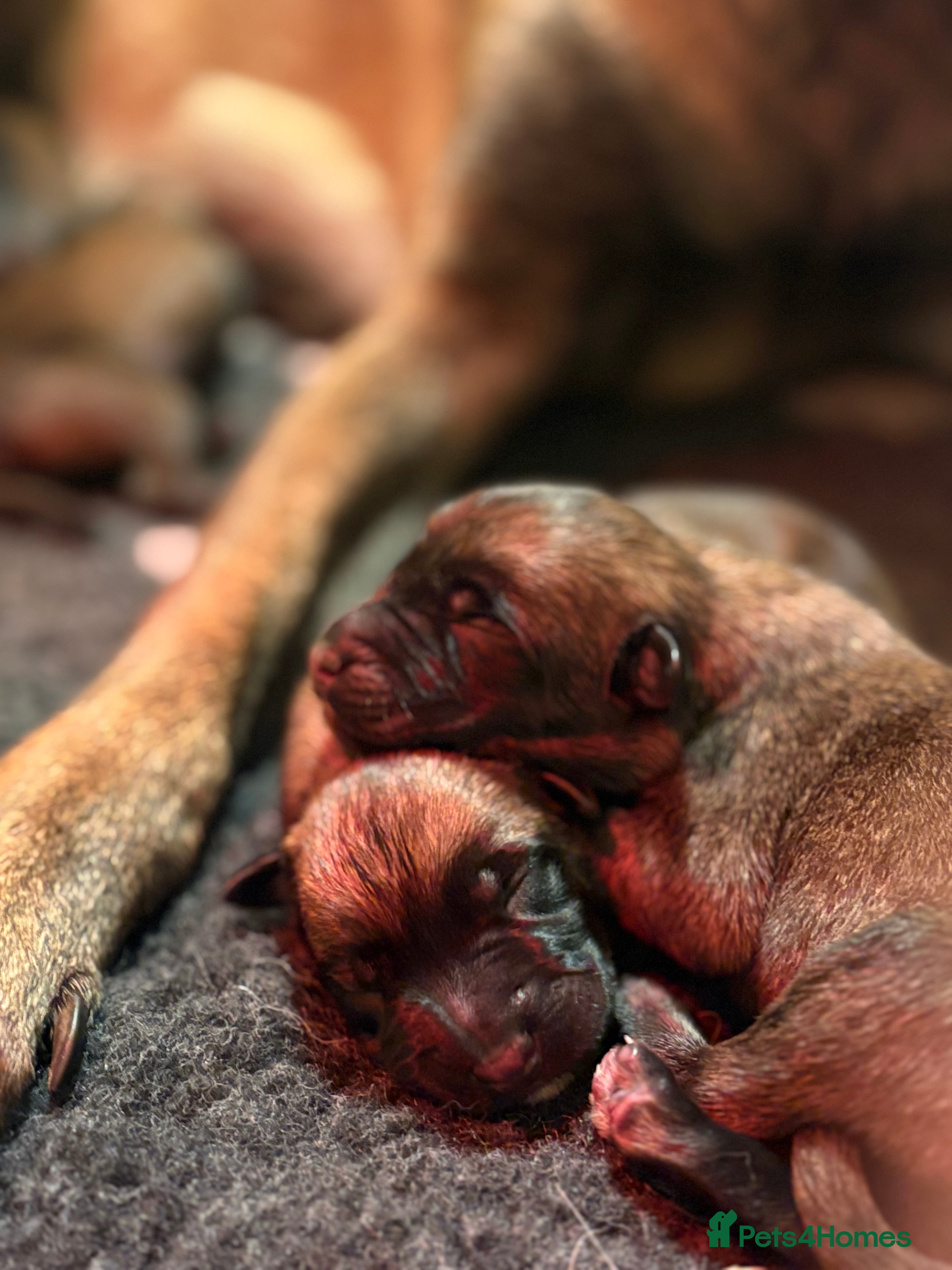 Belgian Shepherd Dog dogs Belgian Malinois Puppies - Advert 9