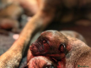 Belgian Shepherd Dog dogs Belgian Malinois Puppies - Advert 5