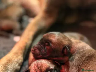 Belgian Shepherd Dog dogs Belgian Malinois Puppies - Advert 7