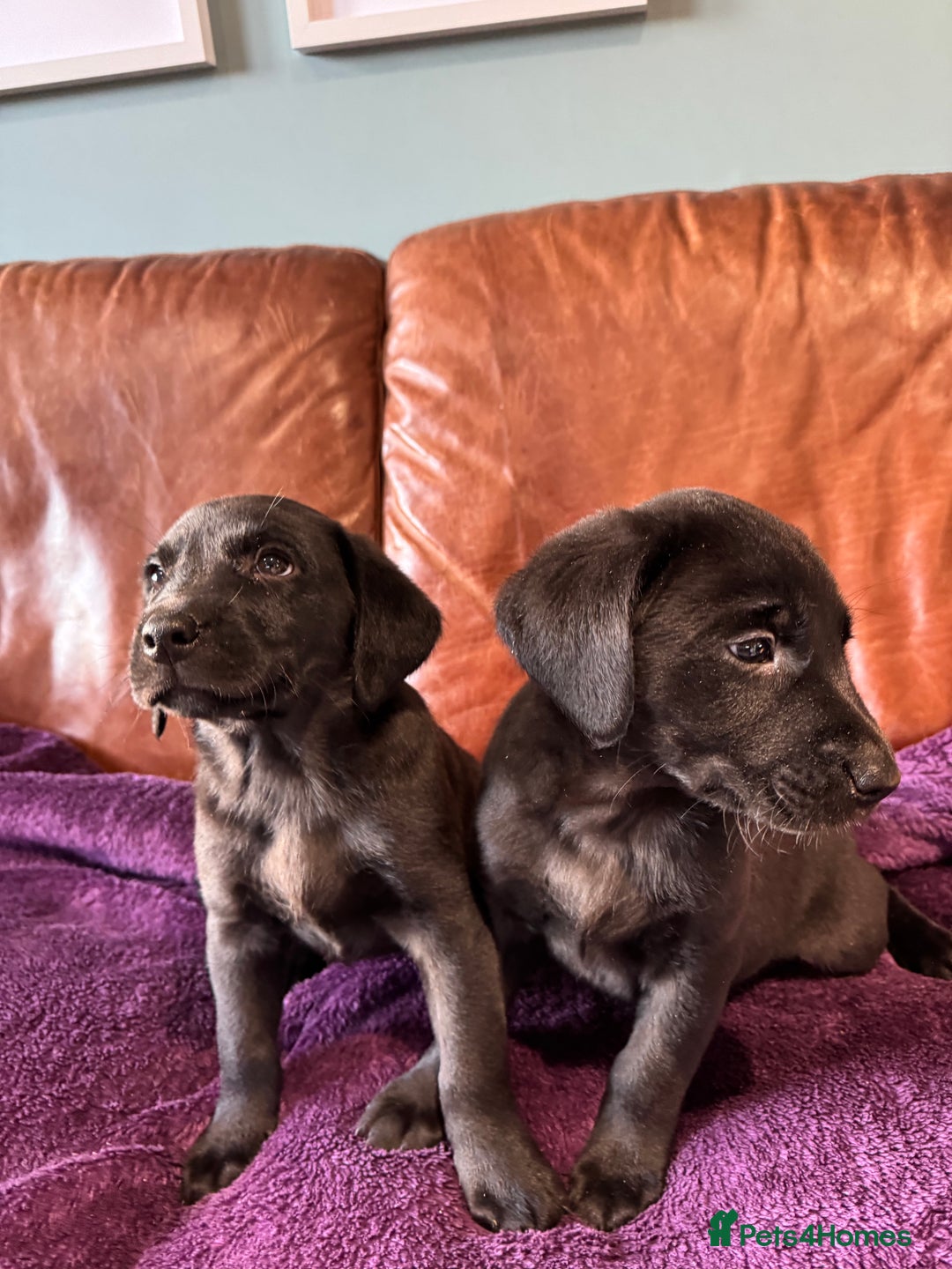 Labrador Retriever dogs for sale: Black Labrador Puppies, 5* Licensed Breeder - Advert 26