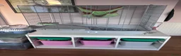 Rat rodents for sale: 3 adult male rats plus cage in Chelmsford - Advert 8