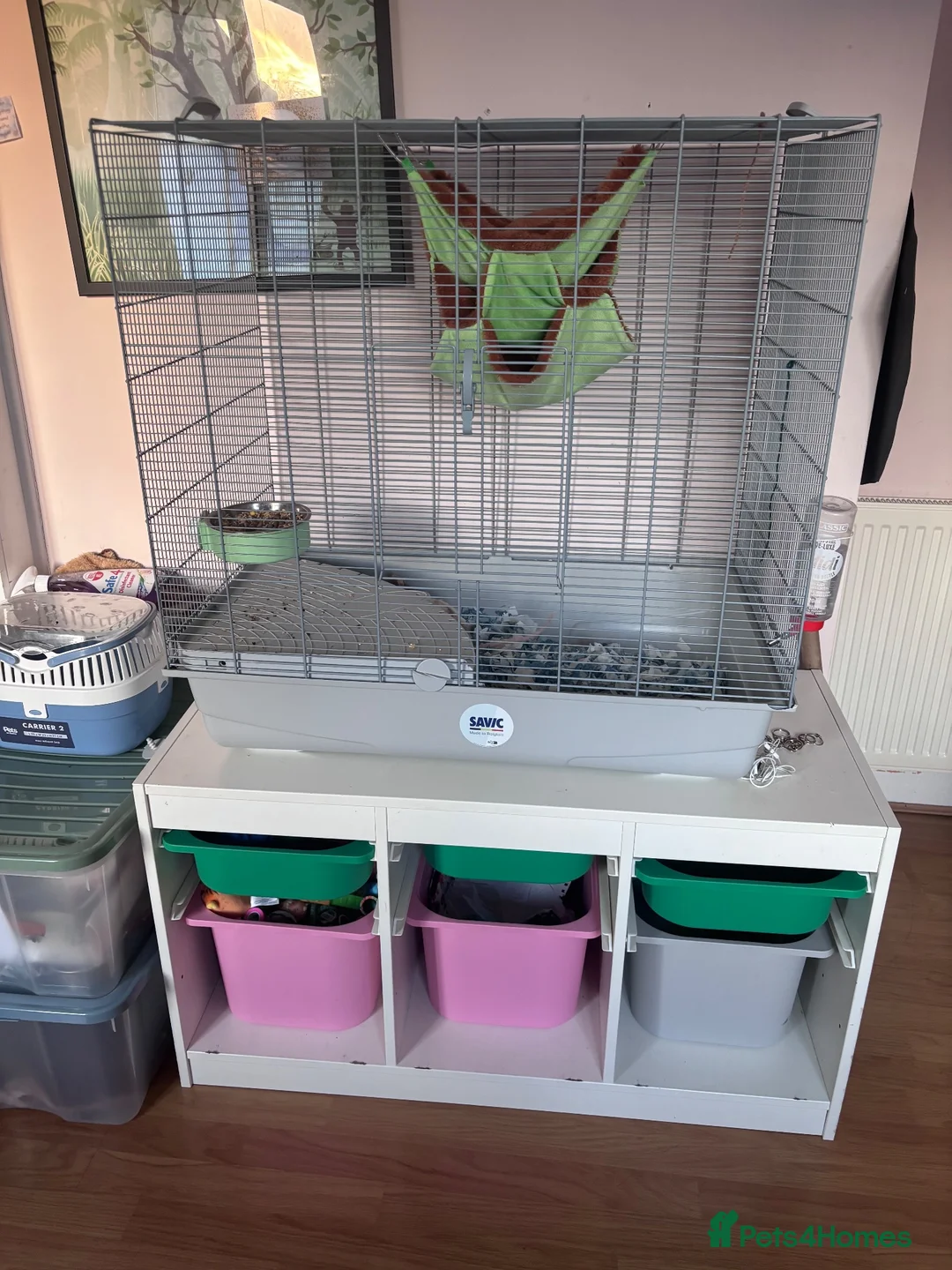 Rat rodents for sale: 3 adult male rats plus cage in Chelmsford - Advert 8