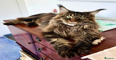Maine Coon cats Mane Coon XXXL - Advert 8
