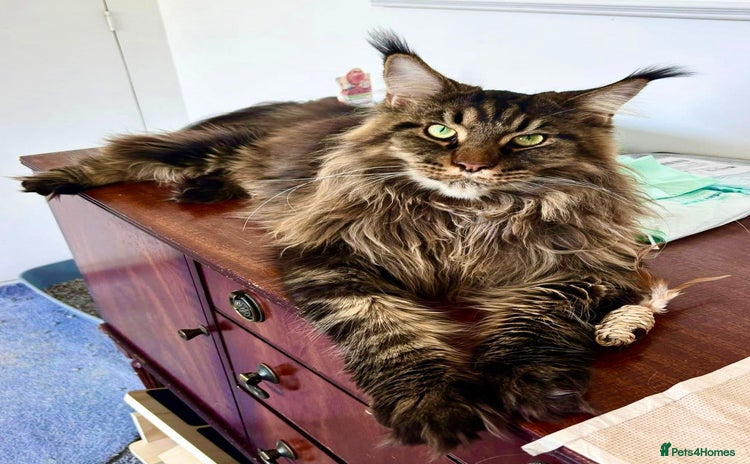 Maine Coon cats Mane Coon XXXL - Advert 2