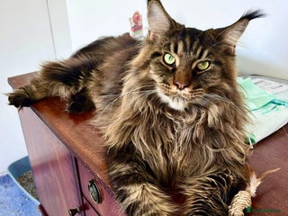 Maine Coon cats Mane Coon XXXL - Advert 4