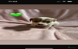Jack Russell dogs for sale: 5 beautiful jack russel pups  - Image 6