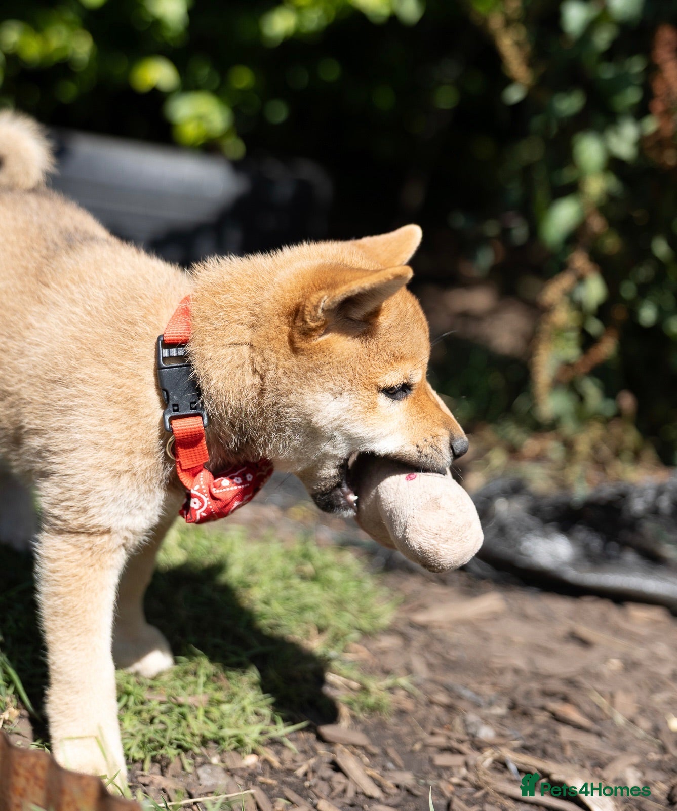 Japanese Shiba Inu dogs Outstanding original Japanese Shiba Inu puppies  - Advert 2